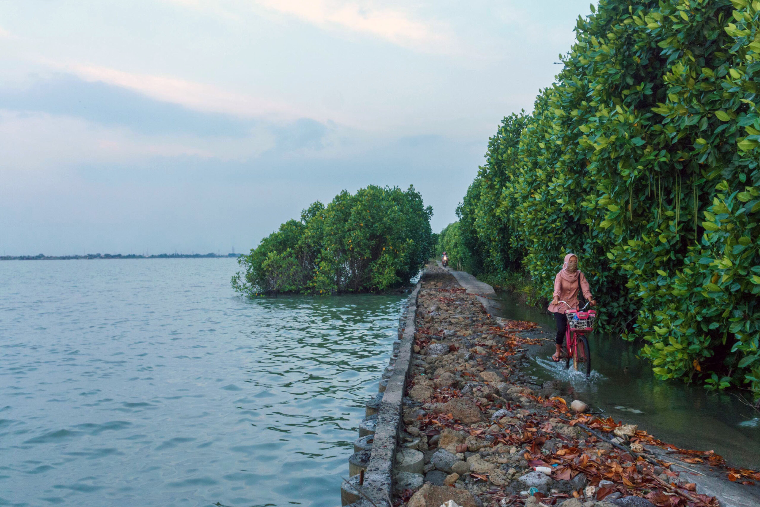 A woman on her way home from work, cycling along a path that is flooded every day by rising sea levels, in Demak, Indonesia. Credit: Dhana Kencana / Climate Visuals